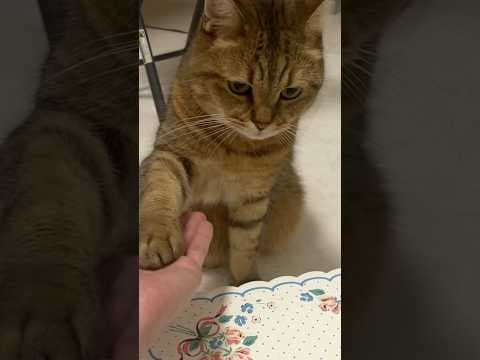 【無限リピート用】ご飯の前には必ずお手とおかわりをポンっとしてくれる猫　#shorts