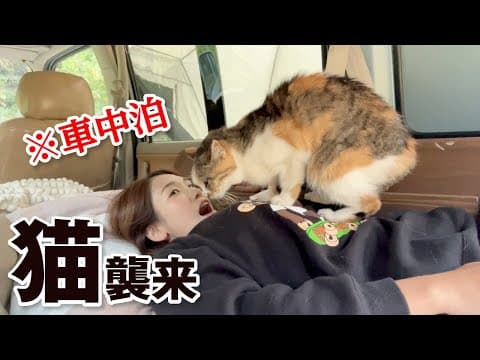 【車中泊女子】キャンプ中に車に入ってきた猫が可愛すぎる／千葉・花はなの里オートキャンプ場