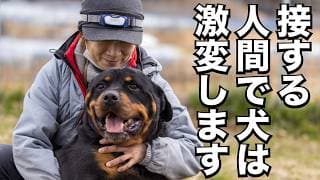 【奇跡の犬】保健所の女性職員を襲って殺処分決定ロットワイラーの現在に驚愕