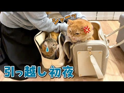 引っ越し歴5回の兄猫と2回目の弟猫の反応が違いすぎました…！