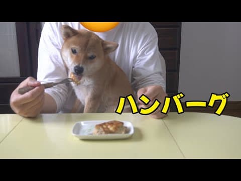 愛想振り撒く柴犬とハンバーグいただきました　小夏