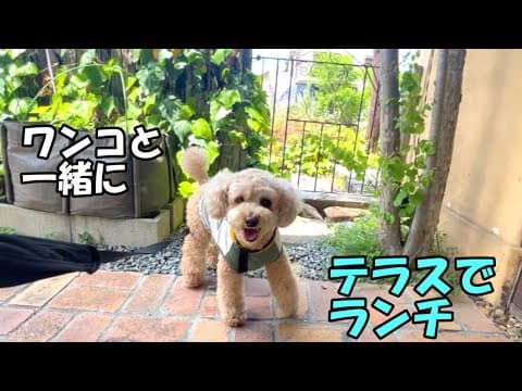 愛犬と行けるカフェで思わぬ出会いにテンションが上がる大きいトイプードル【デカプー】【トイプードルのロアくん】【toy poodle】