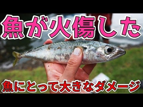 【魚が釣れたら】いきなり触らないで！釣れた魚が火傷した！？【リリースの場合】】