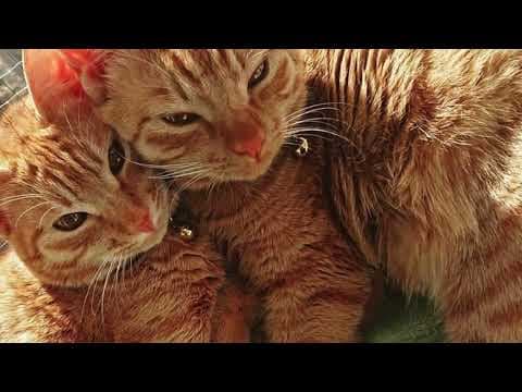 【猫動画】暑くても癒やされるニャンコず〜にゃんともパレード〜#猫動画#猫#388