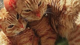 【猫動画】暑くても癒やされるニャンコず〜にゃんともパレード〜#猫動画#猫#388