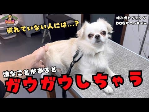 チワワの噛み犬トリミング