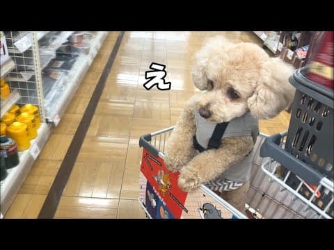 ホームセンターのペットカートにご機嫌に乗ってたら何かが気になって戸惑いを隠せない大きいトイプードル【デカプー】【トイプードルのロアくん】【toy poodle】