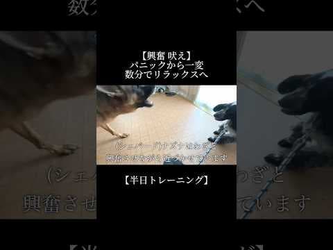 【切り抜き】トレーニングとは心の成長 #doglibre #dogtraining #吠え癖 #犬のしつけ