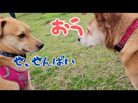クラスでまだなじめてないような雰囲気のワンコ