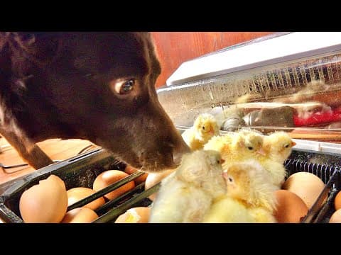 生まれて初めてヒヨコを見たワンコの反応はこうなった
