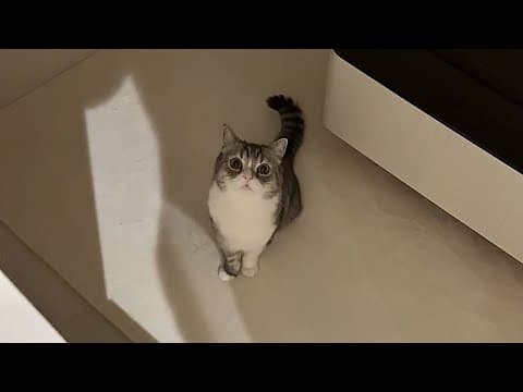 もちが夜中に1人で泣いてたので見に行ったら…
