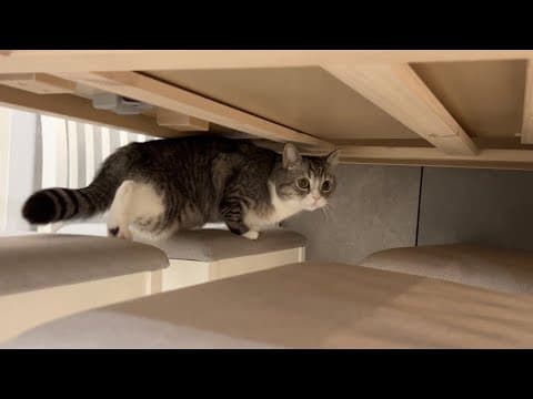 震度2の地震でも腰を抜かしちゃうビビりな猫がこちらです…汗