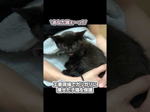 ガリガリに痩せた子猫を緊急保護し、5年間大切に育てた結果…