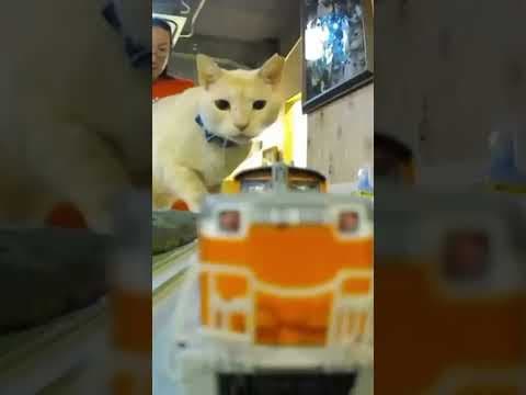diorama cats！Explain! #shorts