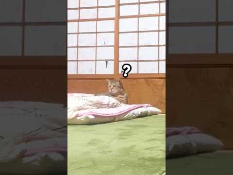隣で寝てるはずのお母さんが居ない事に気付いた元野良猫はこうなる…汗 #元野良猫 #鳴き声 #甘えん坊