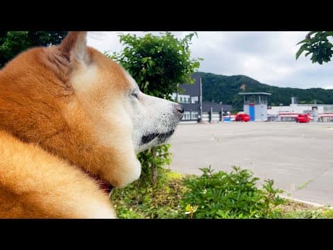室内犬なのに、引退した伝説の消防隊員みたいな雰囲気で消火訓練を優しく見守る柴犬