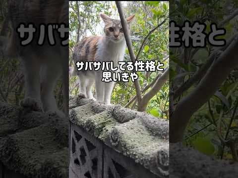 【保護猫】愛を知った元野良猫の現在#cat#猫#kitten#保護猫#野良猫