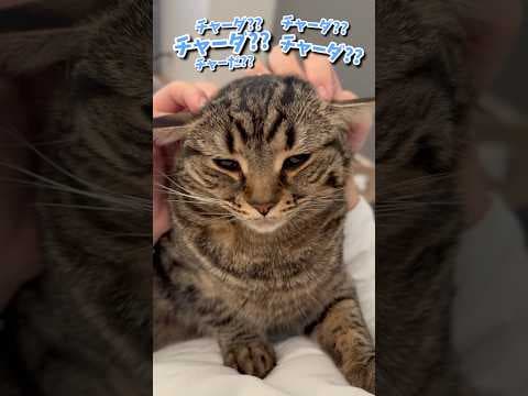 スコティッシュのフォースが可愛すぎて無理www #shorts #猫 #cat