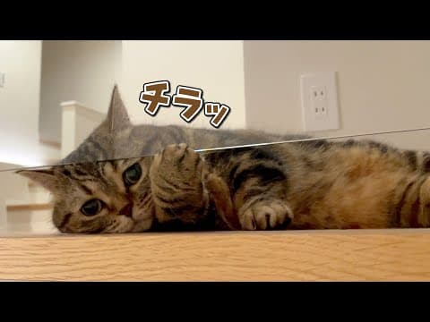 ビビリな弟猫が２階から降りてこなくなっちゃいました…