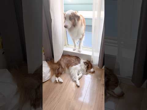 またまた通れなくて一生懸命助けを求める犬が可愛い😂【オーストラリアンシェパード・ボーダーコリー】