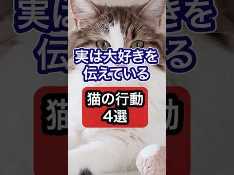 実は大好きを伝えている猫の行動4選を獣医師が解説 #保護猫 #獣医師 #cat #猫 #ネコ #ねこ #ねこのいる生活 #猫のいる暮らし #猫動画 #愛猫 #猫好きさんと繋がりたい