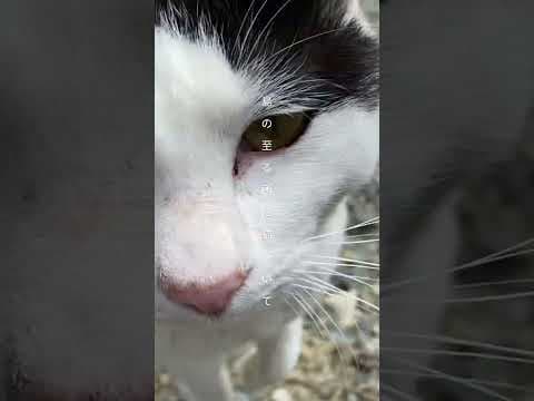 【猫の数＞人口】猫だらけの島｜田代島 #離島 #猫 #秘境