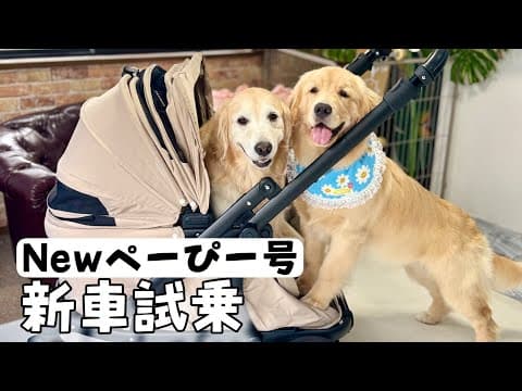 【ぴんちゃんのシャキーン】ぺーぴんNewカートがやってきたので見てみよう