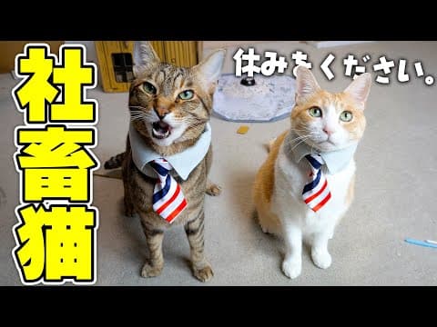 社畜猫、爆誕。GWも休みなしでネクタイ巻いて働きます