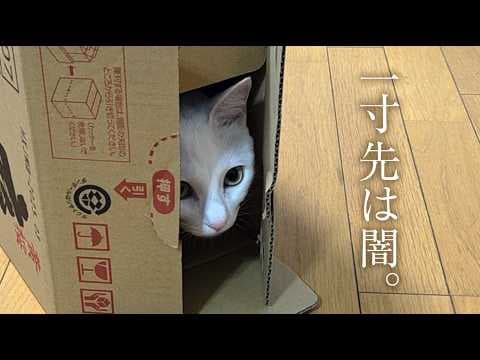 猫との平和な時間が一瞬にして・・・。