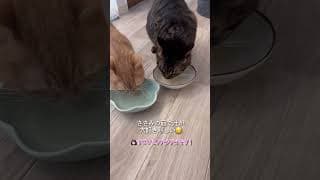 スープが好きすぎてお喋りが止まらない猫ちゃんたちが可愛すぎる...