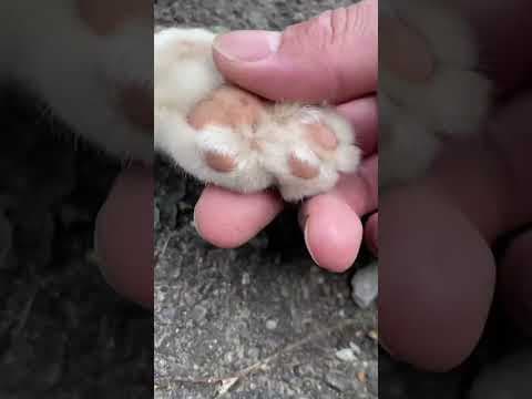 手フェチ集まれー #cat
