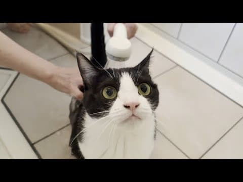 換毛期になるとお風呂に入ってサッパリしたくなる猫