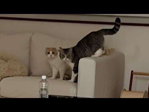 夜中に猫たちがヒソヒソ何かやってるので見に行ったらこうなってました…