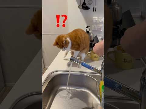 シンクで水を探す猫。