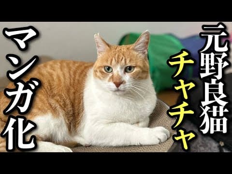 【祝マンガ化】元野良猫チャチャが二次元になって登場ライブ