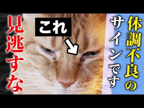 【見逃し厳禁!!】おうちで簡単！猫の体調セルフチェック！