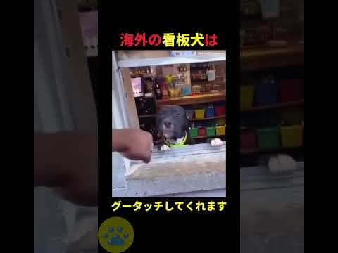 看板犬の接客スタイル🤫暴露します🔥