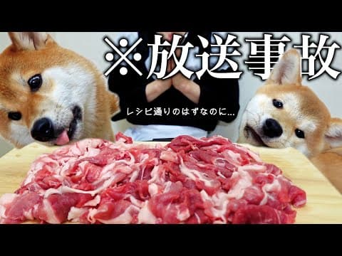 【邪魔されクッキング】初めて愛犬に●●を作ってみたら..大惨事になった料理ルーティン【犬のASMR/咀嚼音】