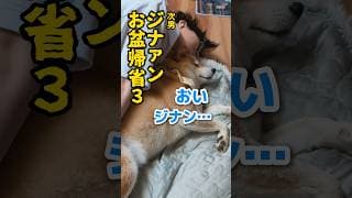 続続・次男お盆帰省パニック #柴犬スティーブ #コーギー