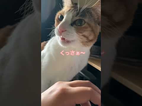 失礼極まりない猫