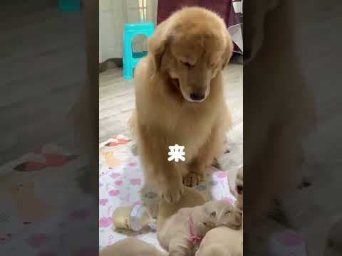 Golden Retriever Take Care for Puppies #shorts #dogs
