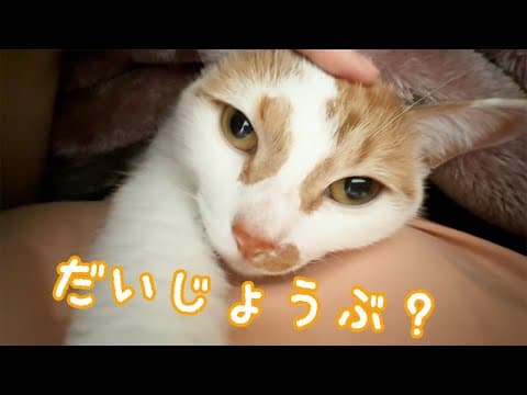 ママが体調不良のときの猫たちはこんな感じです！