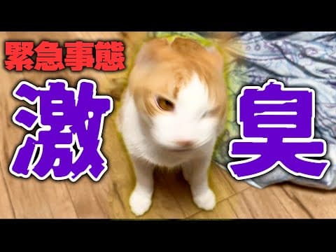 【緊急】子猫から信じられない激臭がしたので原因を調べたら、衝撃の事実が判明しました…