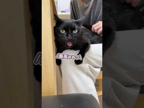 あまりにも気持ち良くて、「最高ぉ…」と心の声が漏れ出てしまう猫
