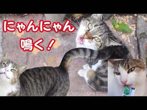 猫との散歩、あれ？猫の数が増えてる！沢山の猫に囲まれお強請りされる！ ♯2