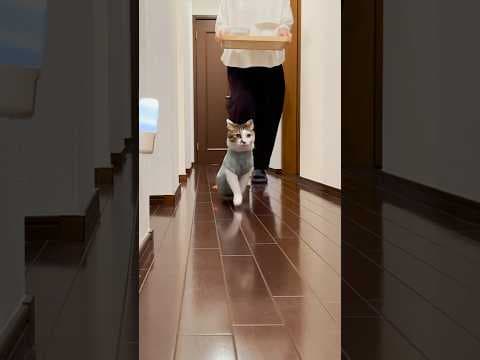 おしりも弾む晩ごはん🎶 #cats