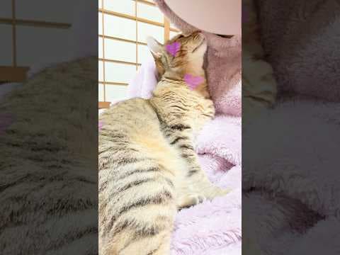元野良猫に愛され過ぎるとこうなる…♡ #元野良猫 #甘えん坊 #川崎鷹也