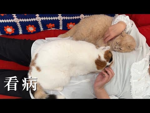 体調不良の母を心配する猫たち