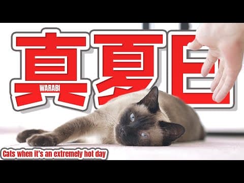 真夏日の快適な猫