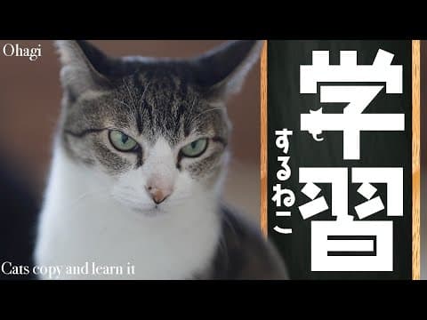 学習する猫